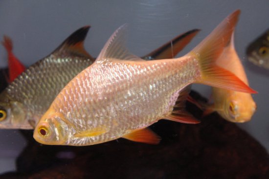 熱帯魚 アルビノレッドフィンバルブ 熱帯魚 ラスボラ バルブ