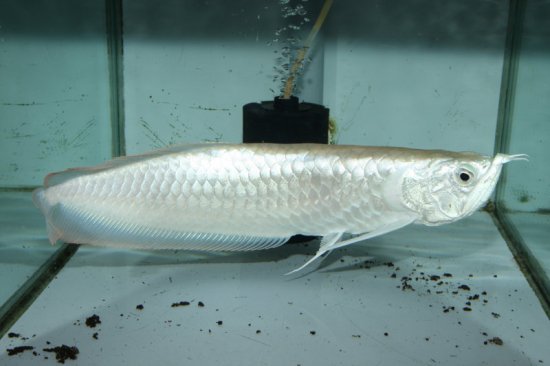特価品 プラチナシルバーアロワナ Abグレード 白銀のシルバーアロワナ 熱帯魚 古代魚 肉食魚