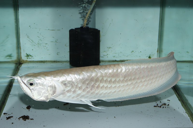 特価品 プラチナシルバーアロワナ Abグレード 白銀のシルバーアロワナ 熱帯魚 古代魚 肉食魚