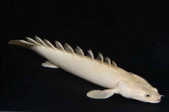 特価品 ポリプテルス プラチナ エンドリケリー No2 希少なプラチナタイプ 熱帯魚 古代魚 肉食魚