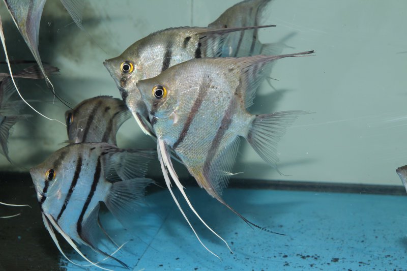 ペルー産 スポッテッド スカラレエンゼルフィッシュ XL 3匹セット 熱帯魚\ディスカス エンゼル