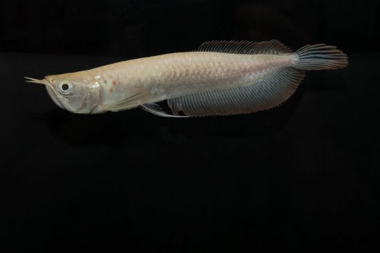 アルビノシルバーアロワナ ホワイトタイプ M 送料無料 一部地域除く 熱帯魚 古代魚 肉食魚